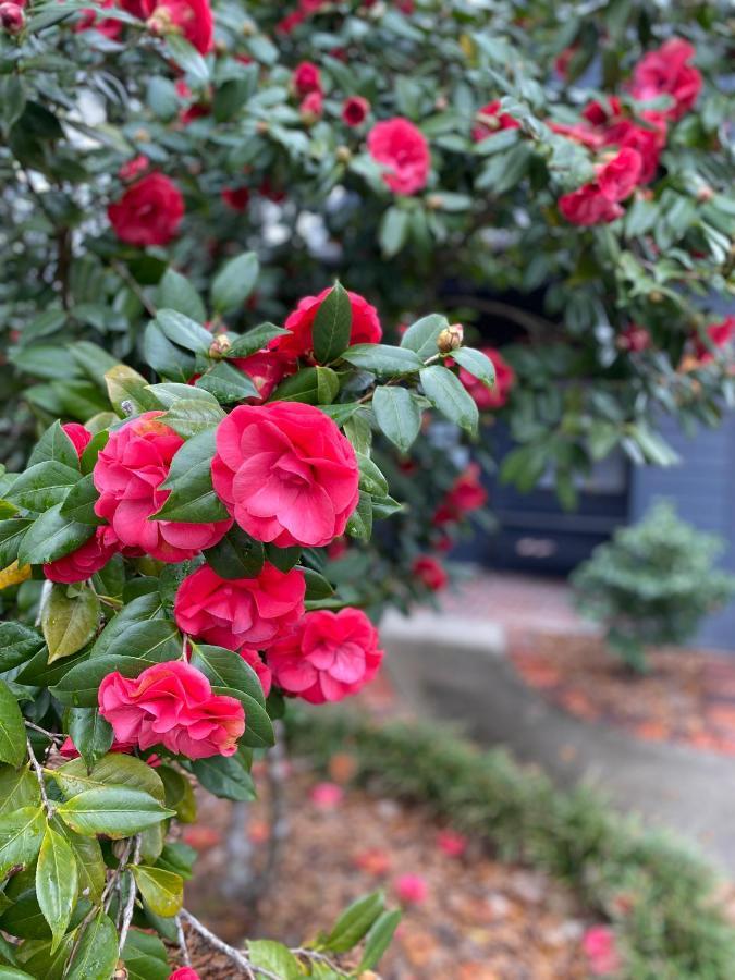 Carriage House 2 Bdrm At Camellia Cottages In Historic Summerville, Sc Экстерьер фото